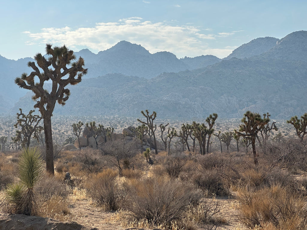 Joshua Tree Climbing Season 2025